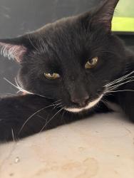 Lost Male Cat last seen Sutton Ct, Bloomingdale, IL 60108