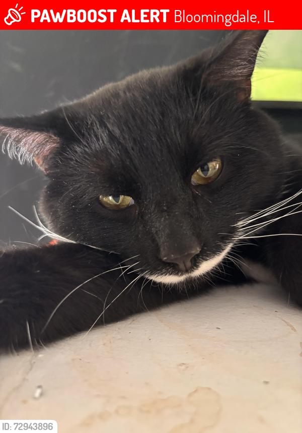 Lost Male Cat last seen Sutton Ct, Bloomingdale, IL 60108
