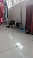 Reunited Male Cat last seen Wesley street allotments, Acacia avenue, Kirkby in Ashfield, England NG17 9FL