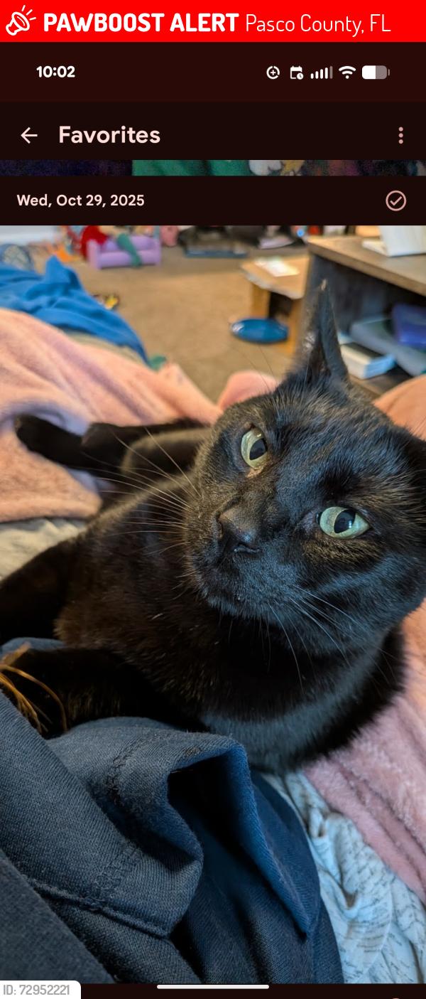 Lost Female Cat last seen Palisades at summer trace, Pasco County, FL 34653