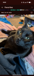 Lost Female Cat last seen Palisades at summer trace, Pasco County, FL 34653