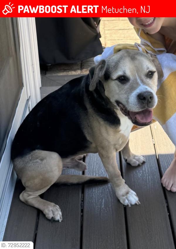Lost Male Dog last seen Near Ivy court Metuchen / Wakefield drive area running towards train tracks , Metuchen, NJ 08840