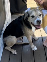 Lost Male Dog last seen Near Ivy court Metuchen / Wakefield drive area running towards train tracks , Metuchen, NJ 08840
