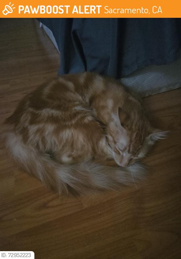 Found/Stray Unknown Cat last seen Elk Grove Florin Rd and Calvine Rd by Safeway, Sacramento, CA 95829