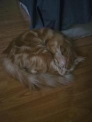 Found/Stray Unknown Cat last seen Elk Grove Florin Rd and Calvine Rd by Safeway, Sacramento, CA 95829