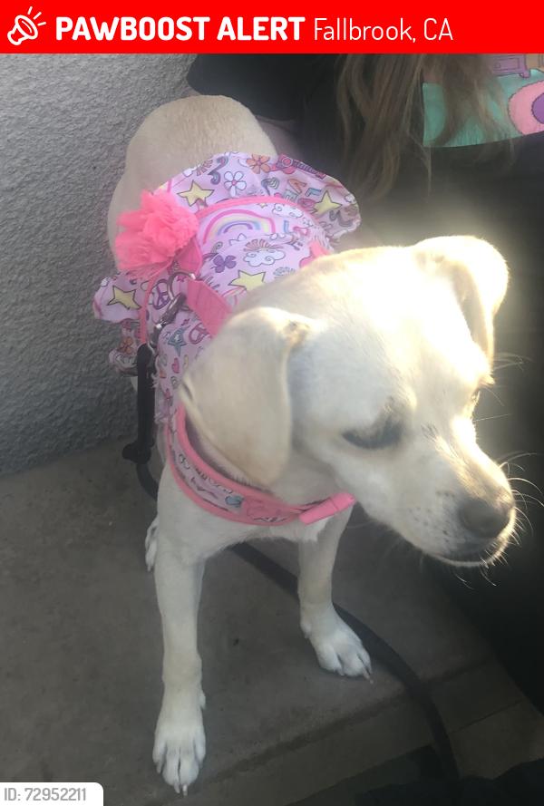 Lost Female Dog last seen Gum Tree Lane and N Stagecoach Lane, Fallbrook, CA 92028