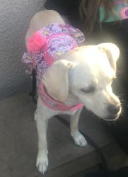 Lost Female Dog last seen Gum Tree Lane and N Stagecoach Lane, Fallbrook, CA 92028