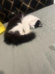 Lost Female Cat last seen cherry & harding, Long Beach, CA 90805