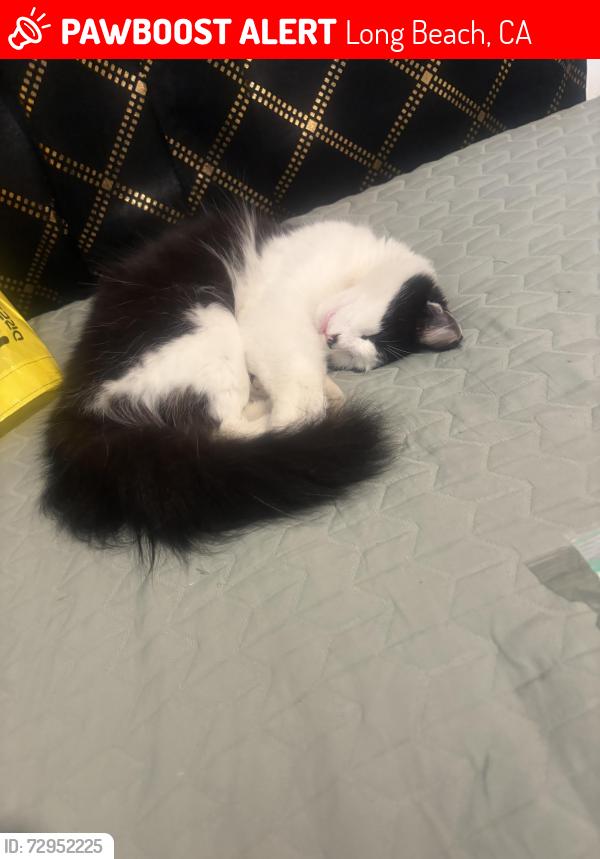 Lost Female Cat last seen cherry & harding, Long Beach, CA 90805