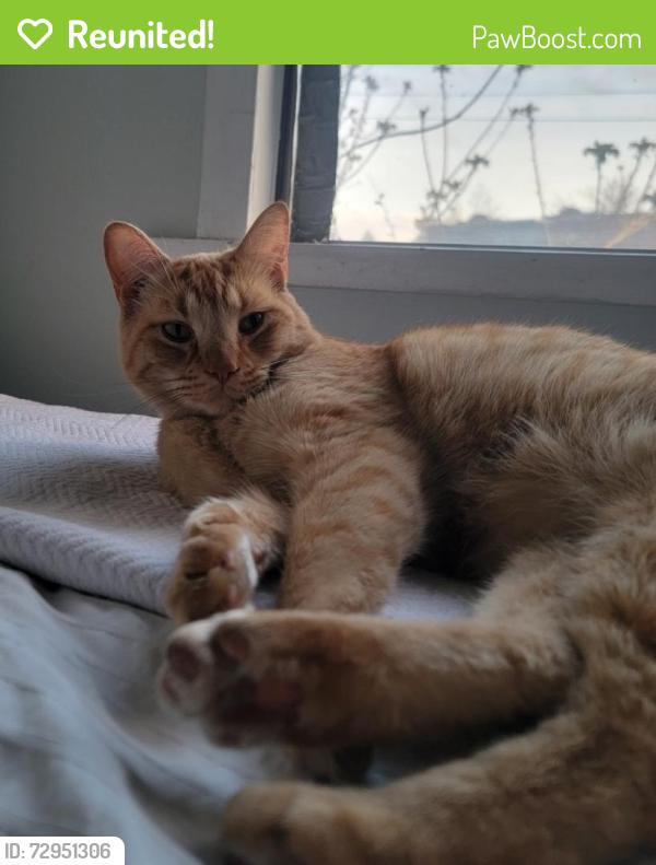 Reunited Male Cat last seen 16th Ave E @ Fraser Street, Vancouver, BC V5T 2V5