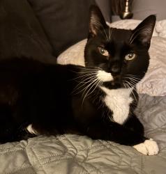 Reunited Male Cat last seen Tiberon Trace Development, off of State Road between Reimer and Fixler, Wadsworth, OH 44281