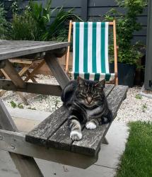Lost Male Cat last seen Behind Devonshire pub, Greater London, England SW12 9RB