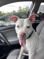 Lost Female Dog last seen Salem rd , Conyers, GA 30013