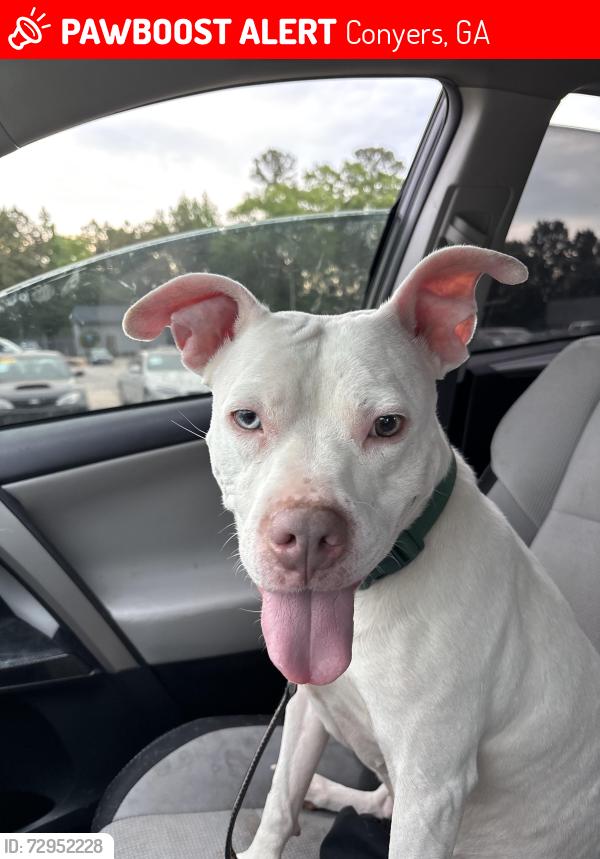 Lost Female Dog last seen Salem rd , Conyers, GA 30013