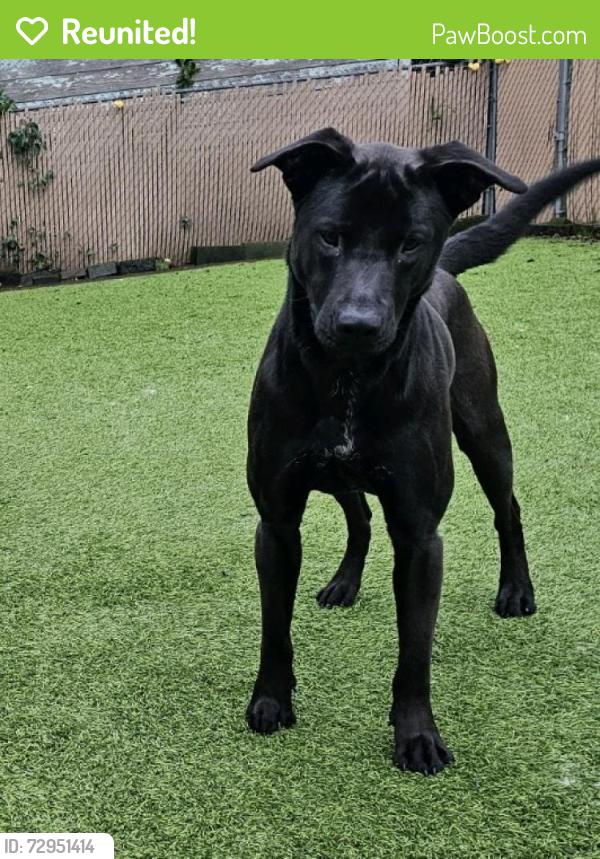 Reunited Female Dog last seen springbrook park, Lake Oswego, OR 97035
