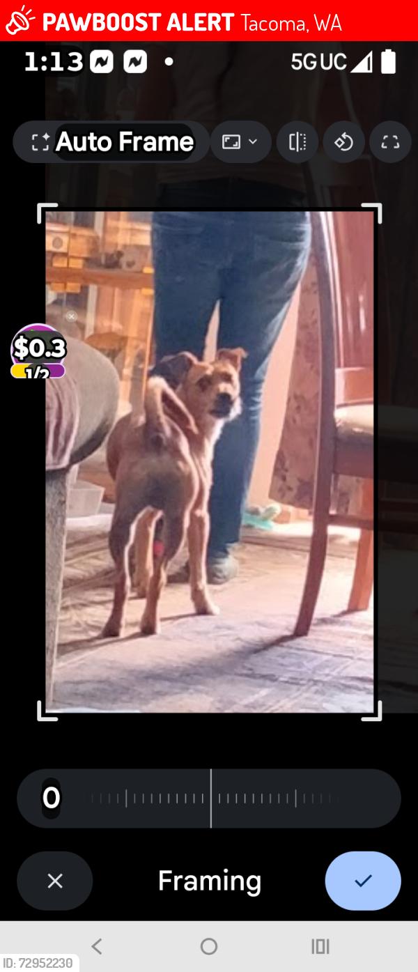 Lost Male Dog last seen 112th  Sharon  violet medow st s, Tacoma, WA 98444