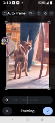 Lost Male Dog last seen 112th  Sharon  violet medow st s, Tacoma, WA 98444