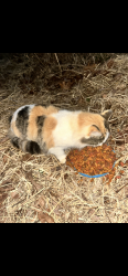 Lost Female Cat last seen Mays Bridge Rd, lake Robinson , Greer, SC 29651