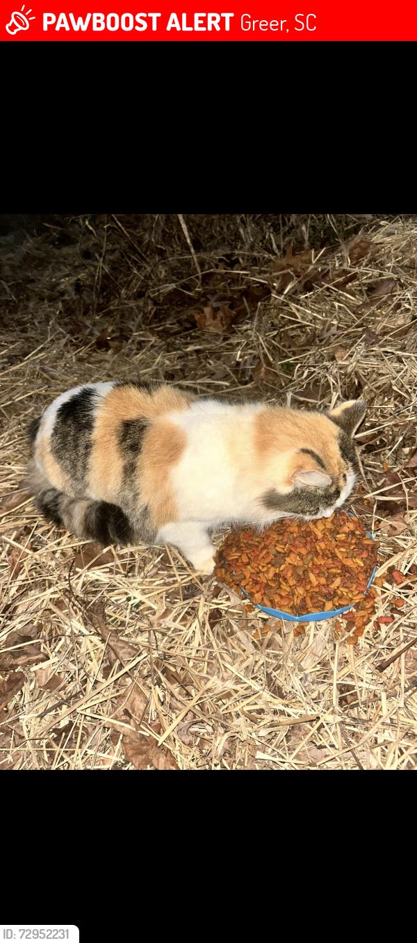 Lost Female Cat last seen Mays Bridge Rd, lake Robinson , Greer, SC 29651