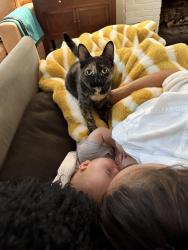 Lost Female Cat last seen Grayling and Price, Narberth, PA 19072