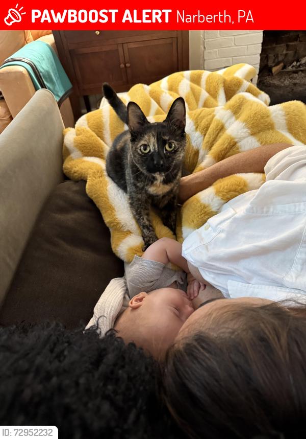 Lost Female Cat last seen Grayling and Price, Narberth, PA 19072