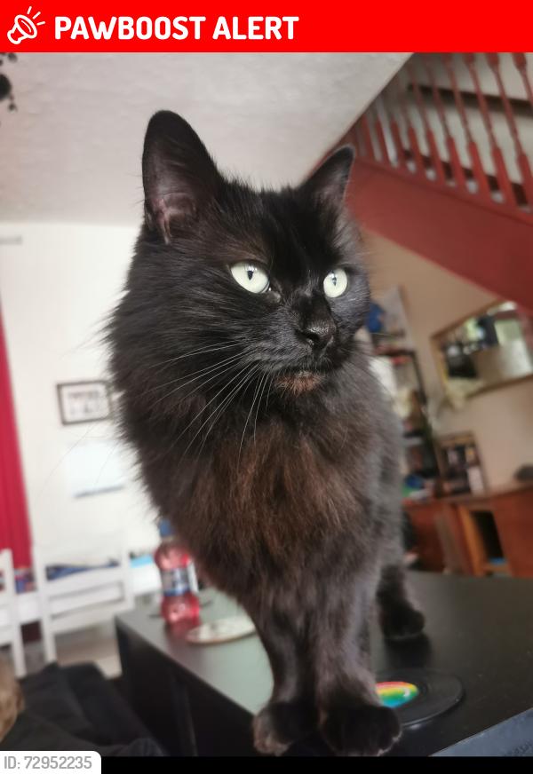 Lost Female Cat last seen Oldham college , Greater Manchester, England OL1 1TX