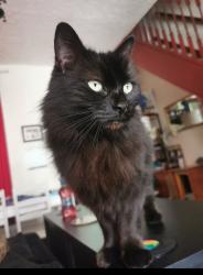 Lost Female Cat last seen Oldham college , Greater Manchester, England OL1 1TX