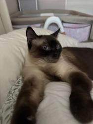 Lost Male Cat last seen Near Hancock ave , Murrieta, CA 92562