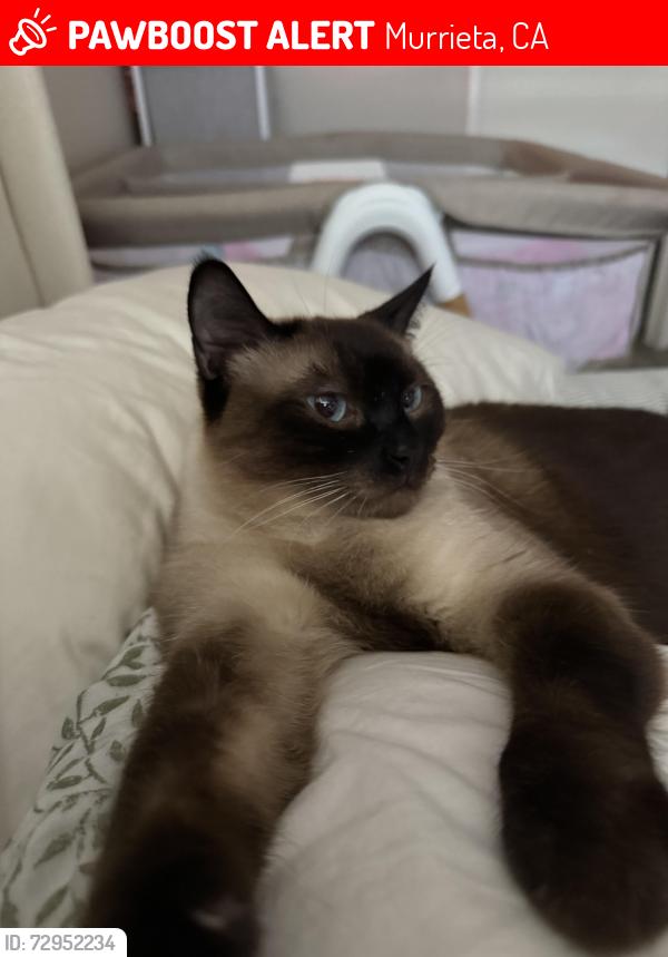 Lost Male Cat last seen Near Hancock ave , Murrieta, CA 92562