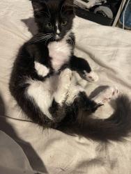 Lost Male Cat last seen End of the road, Quinton, England B32 1LB