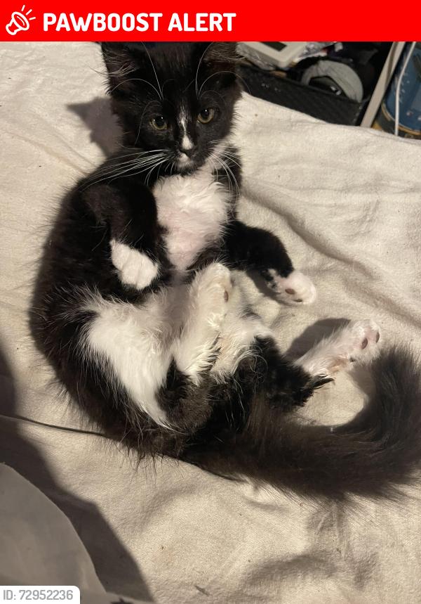 Lost Male Cat last seen End of the road, Quinton, England B32 1LB