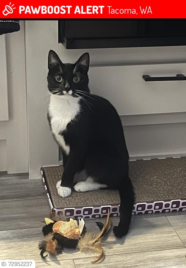 Lost Male Cat last seen 156th St E, Greenridge, Tacoma, WA 98445
