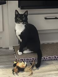 Lost Male Cat last seen 156th St E, Greenridge, Tacoma, WA 98445