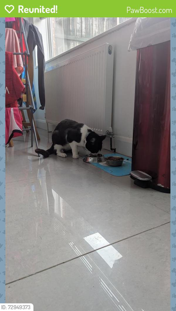 Reunited Male Cat last seen Wesley street allotments, Acacia avenue, Kirkby in Ashfield, England NG17 9FL