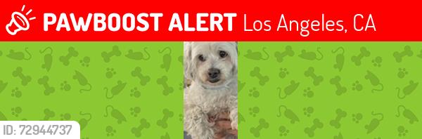Lost Female Dog last seen San Pedro and 18th, Los Angeles, CA 90015