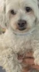 Lost Female Dog last seen San Pedro and 18th, Los Angeles, CA 90015