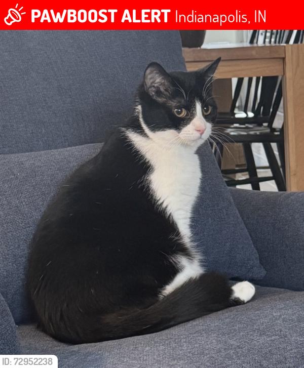 Lost Male Cat last seen 43rd and central , Indianapolis, IN 46205