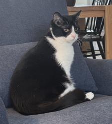 Lost Male Cat last seen 43rd and central , Indianapolis, IN 46205
