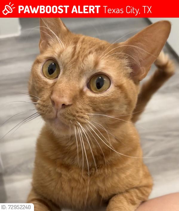 Lost Male Cat last seen 28th Ave N and Pelican Harbor, Texas City, TX 77590