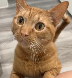 Lost Male Cat last seen 28th Ave N and Pelican Harbor, Texas City, TX 77590