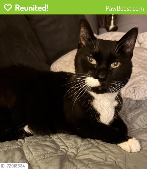 Reunited Male Cat last seen Tiberon Trace Development, off of State Road between Reimer and Fixler, Wadsworth, OH 44281