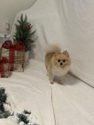 Reunited Female Dog last seen Near S park rd , Hollywood, FL 33021