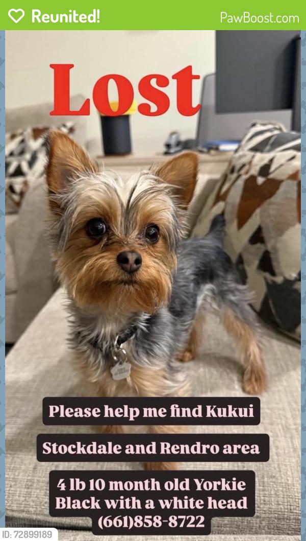 Reunited Female Dog last seen Stockdale and Renfro by the park and Del Rio Elementary School , Bakersfield, CA 93314