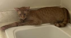 Lost Male Cat last seen N. Cove Blvd , 2nd Court, Panama City, FL 32401