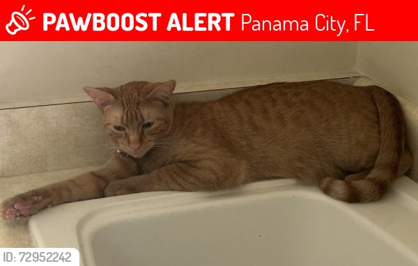Lost Male Cat last seen N. Cove Blvd , 2nd Court, Panama City, FL 32401