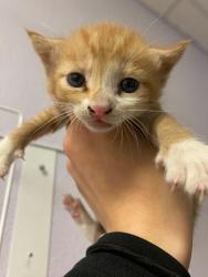 Shelter Stray Male Cat last seen Bexar County, New Braunfels, TX 78130