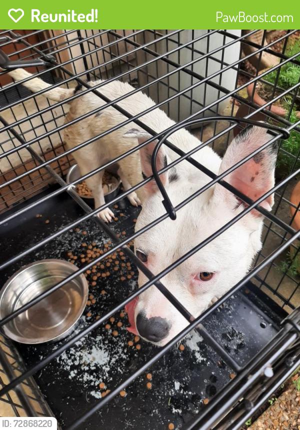 Reunited Male Dog last seen Breckenridge Cv, at Lakeland! , Lakeland, TN 38002