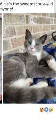 Lost Male Cat last seen Ginger Lee st and Cater Lee st, Foley, AL 36535