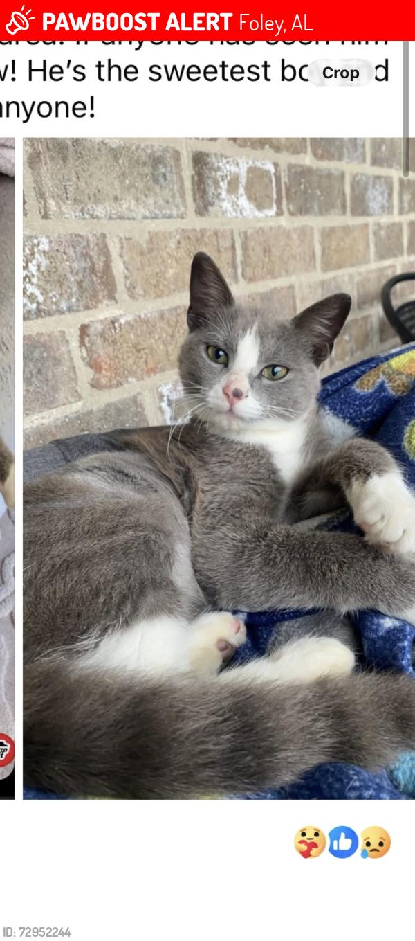 Lost Male Cat last seen Ginger Lee st and Cater Lee st, Foley, AL 36535