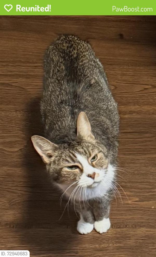 Reunited Male Cat last seen Emmett Rd. and Packard, Glen Allen, VA 23060